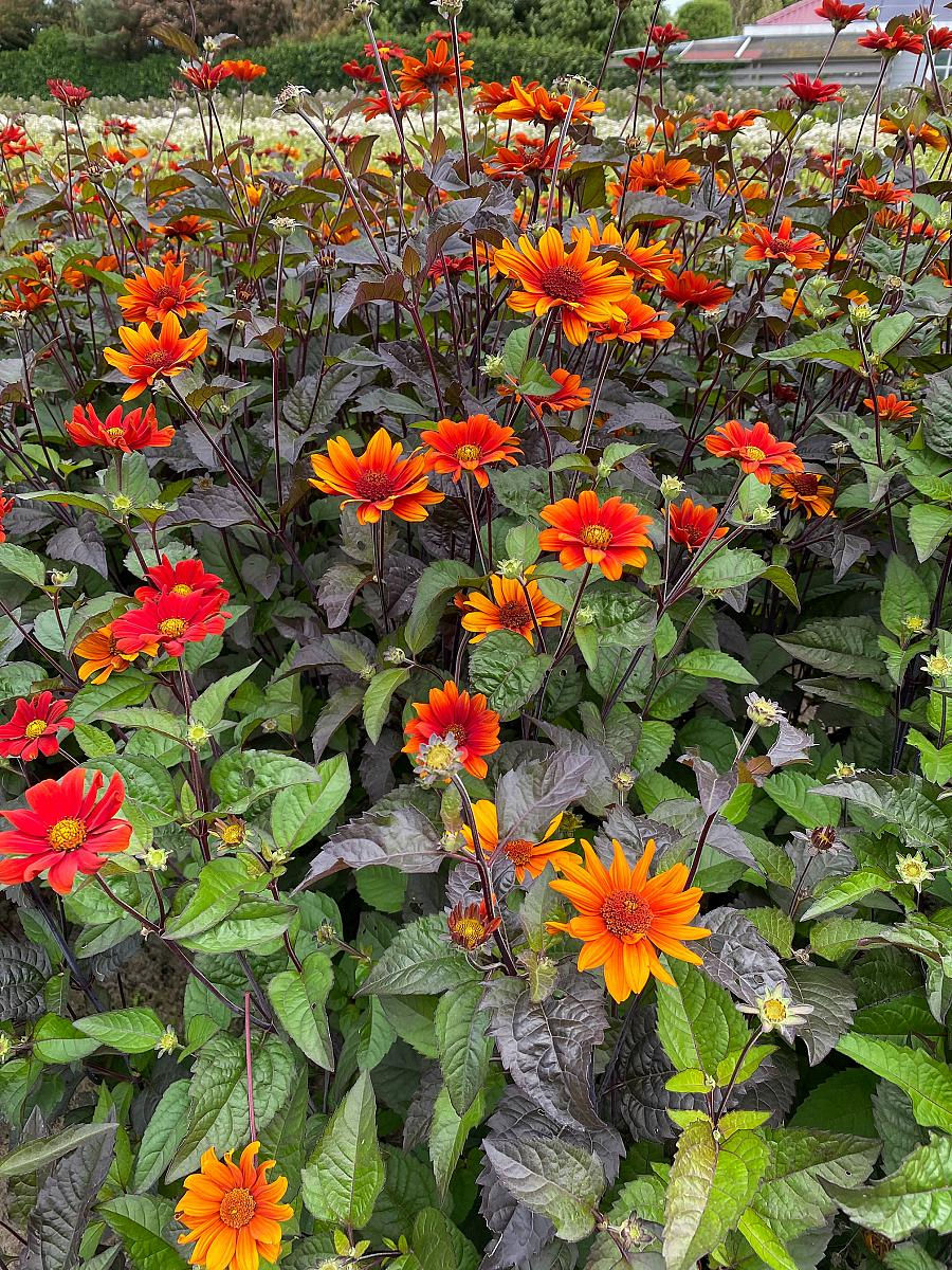 Heliopsis Bleeding Hearts