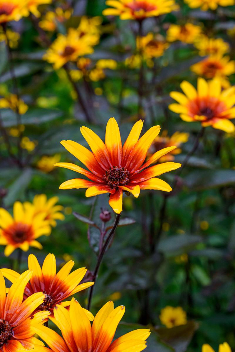 Heliopsis Burning Hearts