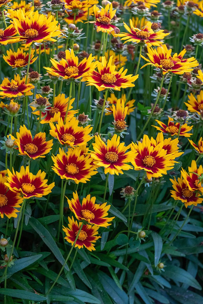 Coreopsis Solar Jewel
