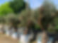 IMG_1299.JPEG