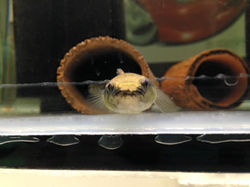 Sleepy Cod.