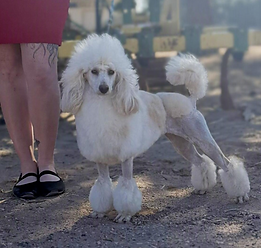 Zily First Show Groom_edited.png