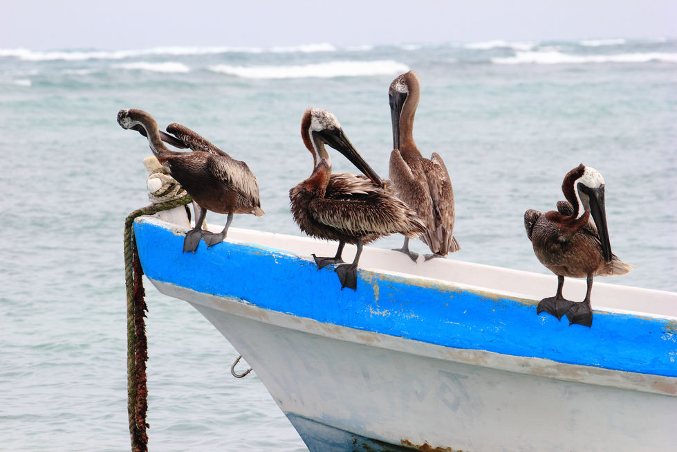 Pellicani a bordo - Tulum
