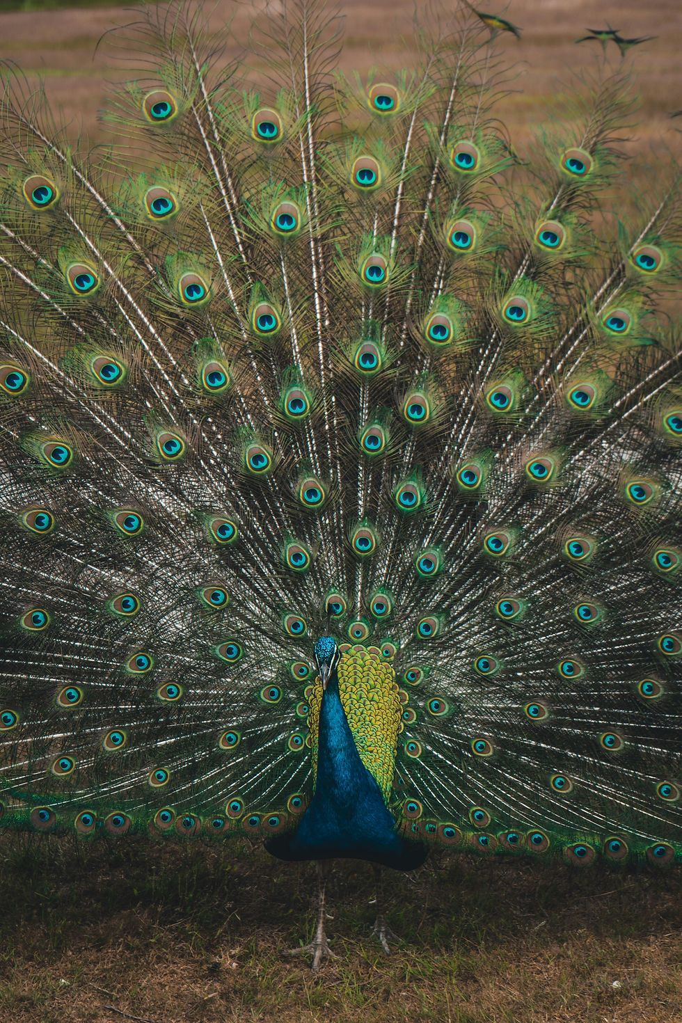 The Secret Language of Symbols: The Peacock