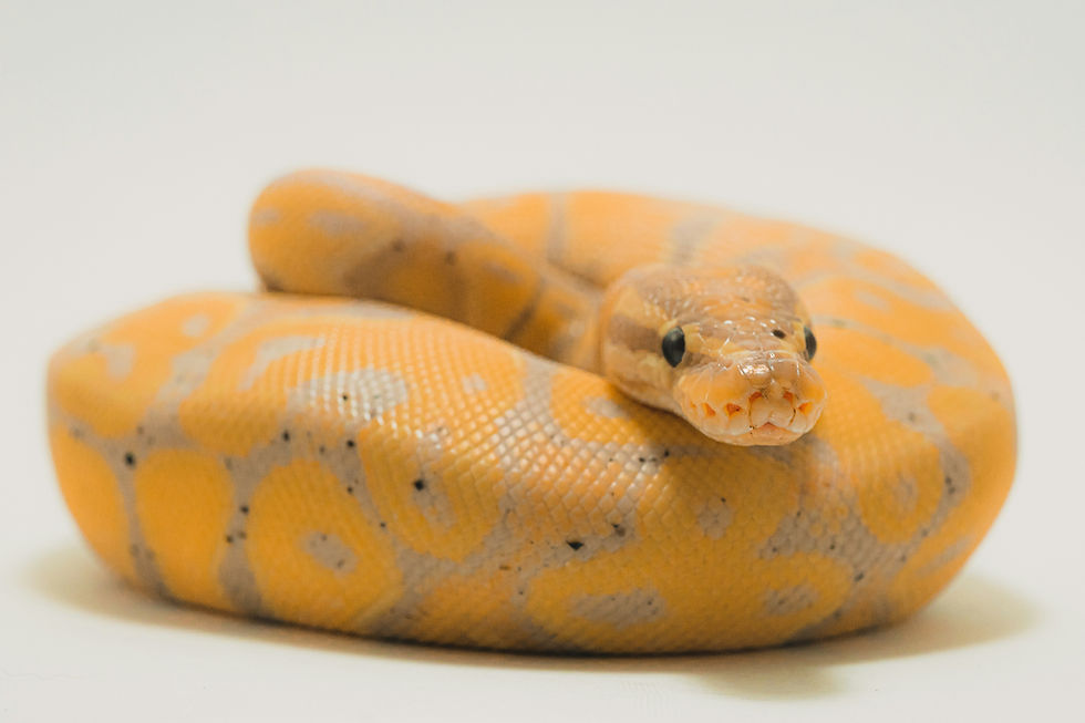 The Secret Language of Symbols: The Snake
