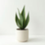 Moonshine Snake Plant