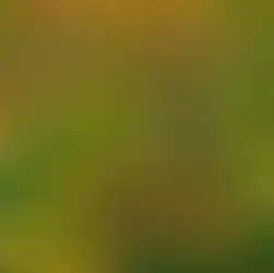 Autumn leaves on grass