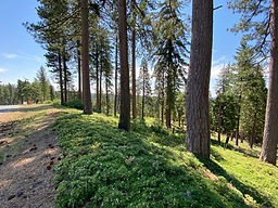 IMG-7818.JPG