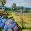 Thumbnail: Afternoon Delight