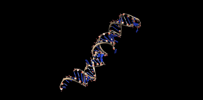 RNA.gif