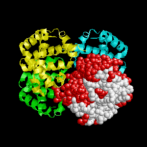 protein-animation-12.gif