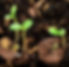 seedballssprouting_edited.jpg