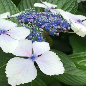 「映えなくても・・・。」小さな幸福