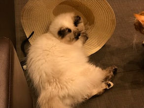 英検英作文 書き方のコツとヒント