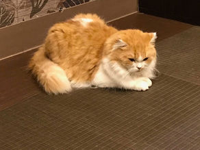 英検英作文書き方対策とコツ・ノウハウ