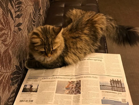 新聞を読むネコ