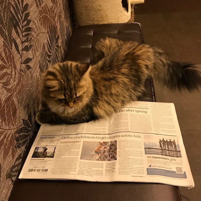 新聞を読むネコ