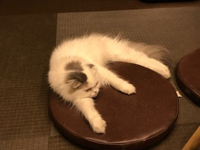 英検英作文 書き方のコツとノウハウ