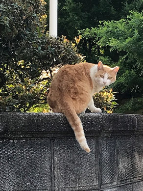 英検英作文の書き方対策とコツ