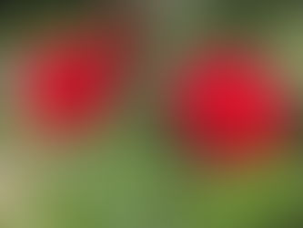 英語に関するご相談・ご質問受付中