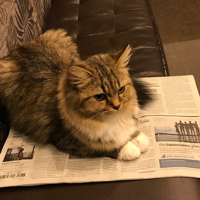 英字新聞とネコ