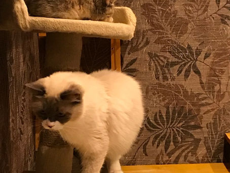 英検英作文 書き方のコツやノウハウ