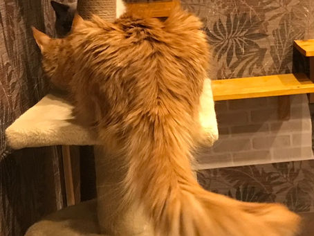 英検英作文 書き方のコツとノウハウ