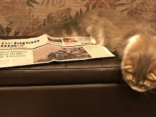 新聞に飽きたネコ