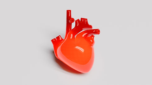 anatomical-heart-with-white-background.jpg