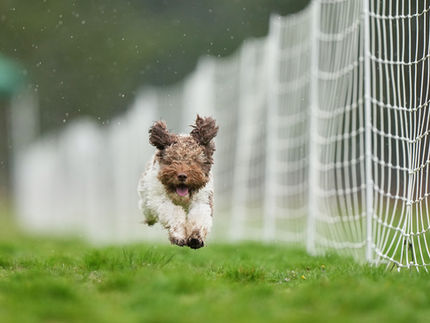 Stella Fast CAT 2.jpg