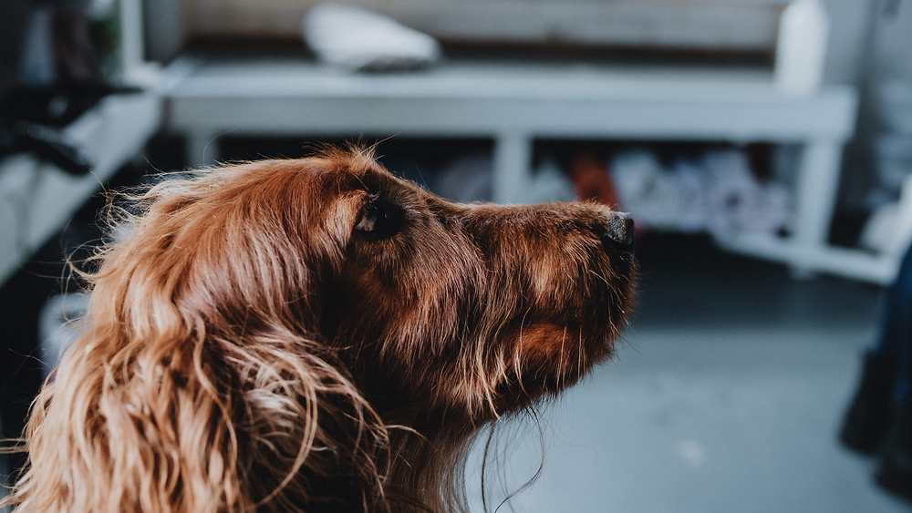 How often should I brush my dog?