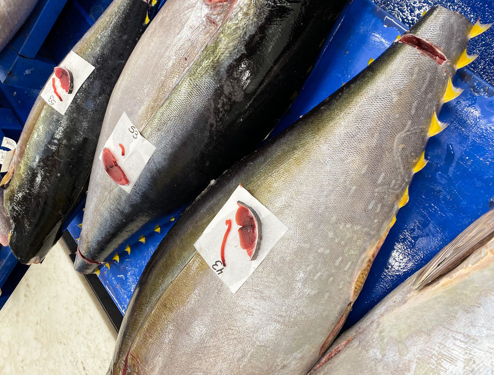 Behind Tuna Grading at BST