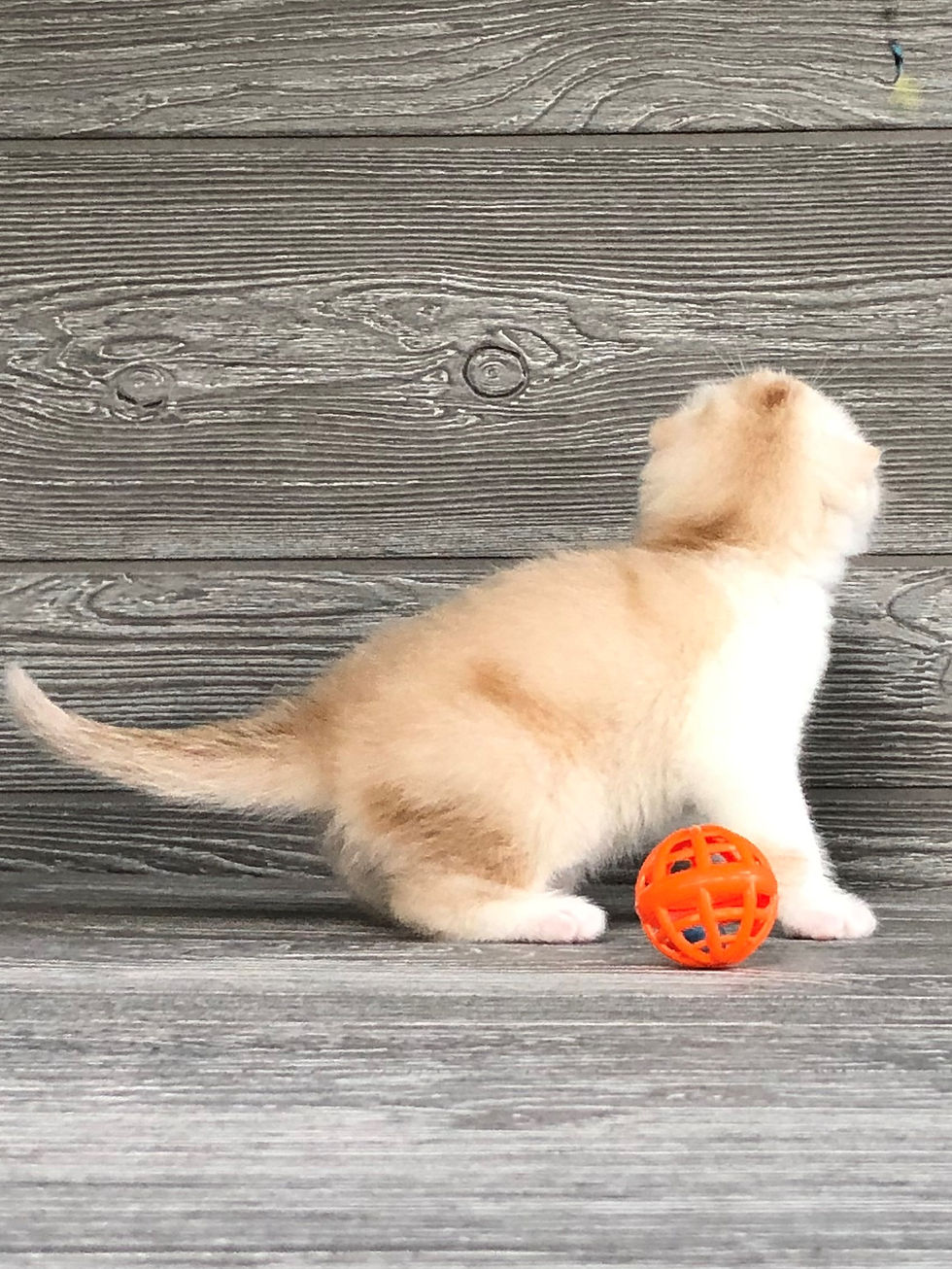 Thumbnail: "Yasha", Scottish Fold boy, red silver ticked tabby with white (ds2503)