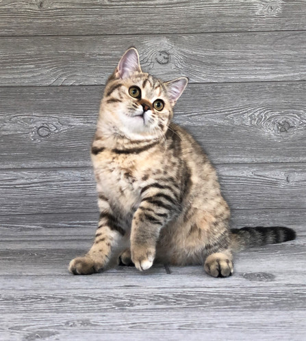 Bella