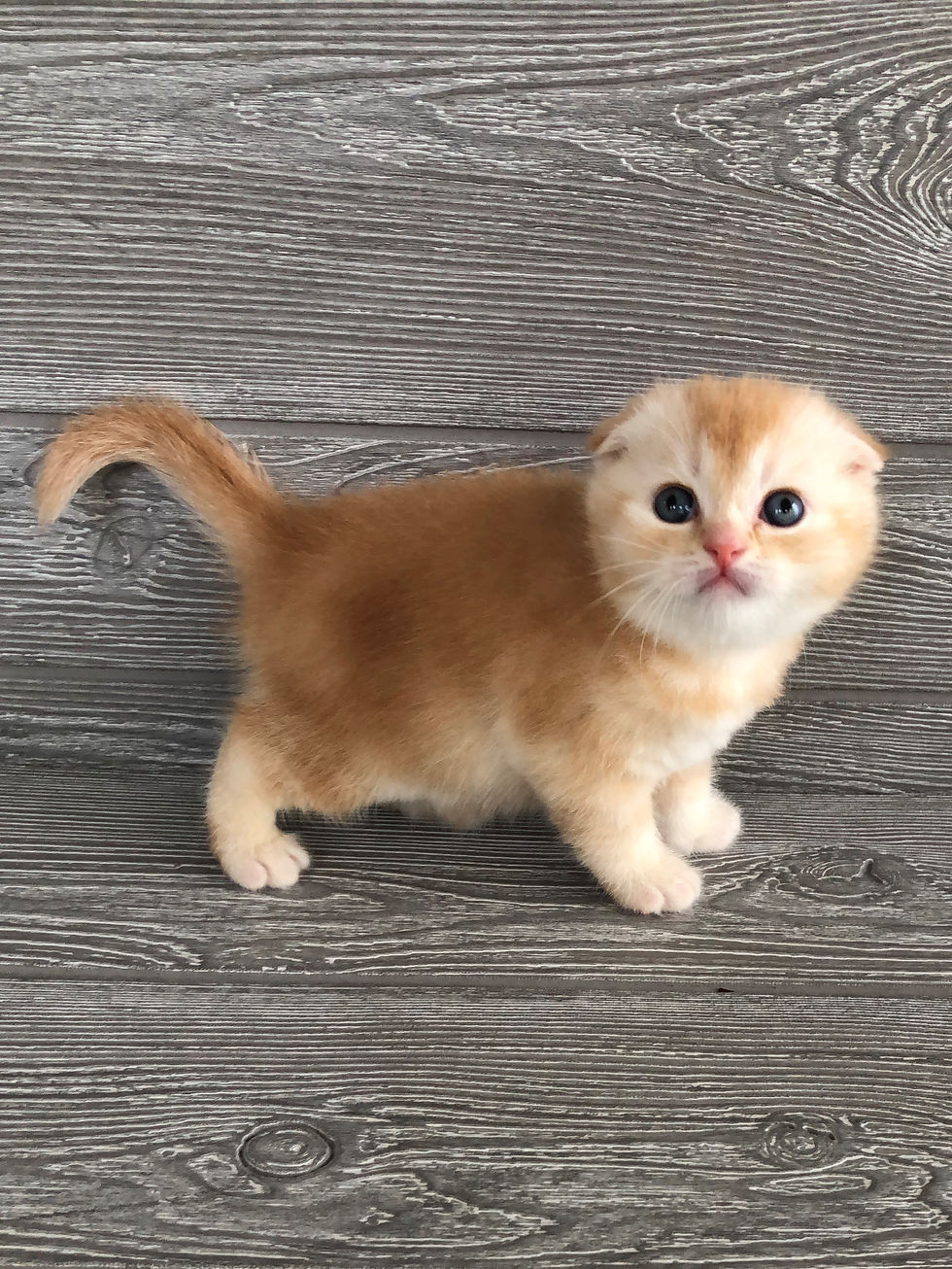 "Hunter" Scottish Fold boy, Red Ticked Tabby (d25)