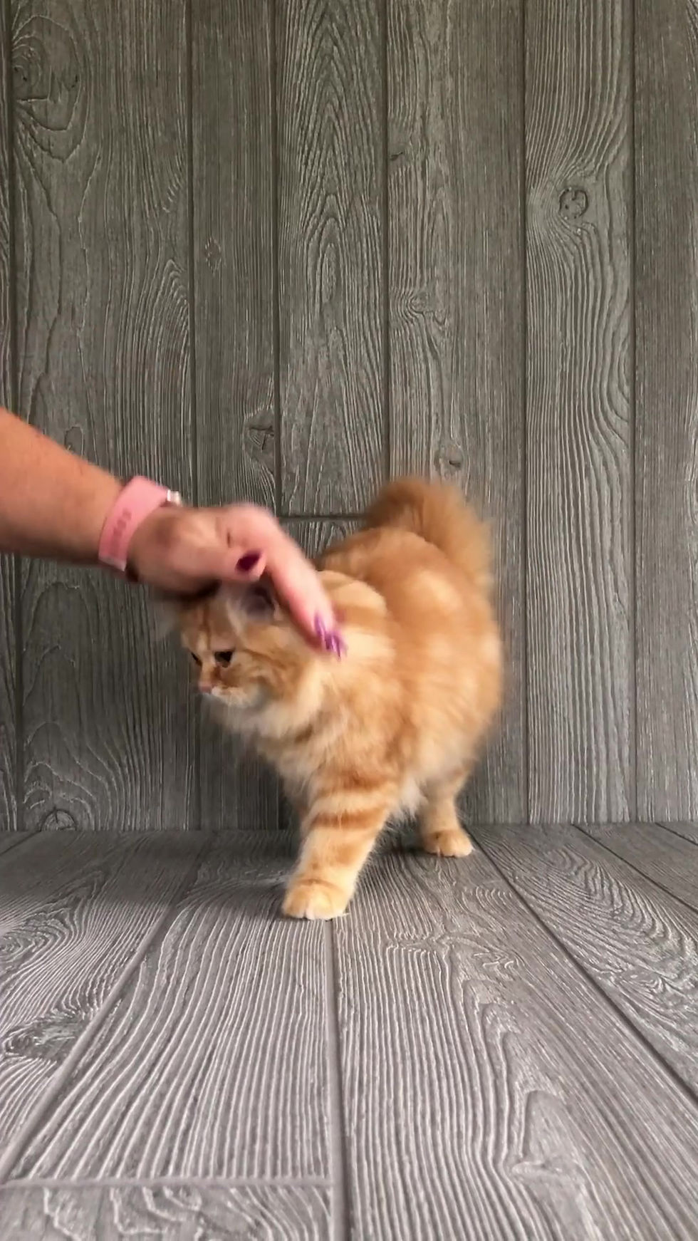 Thumbnail: "Fanta", Highland Straight girl, Red Classic Tabby (d22)