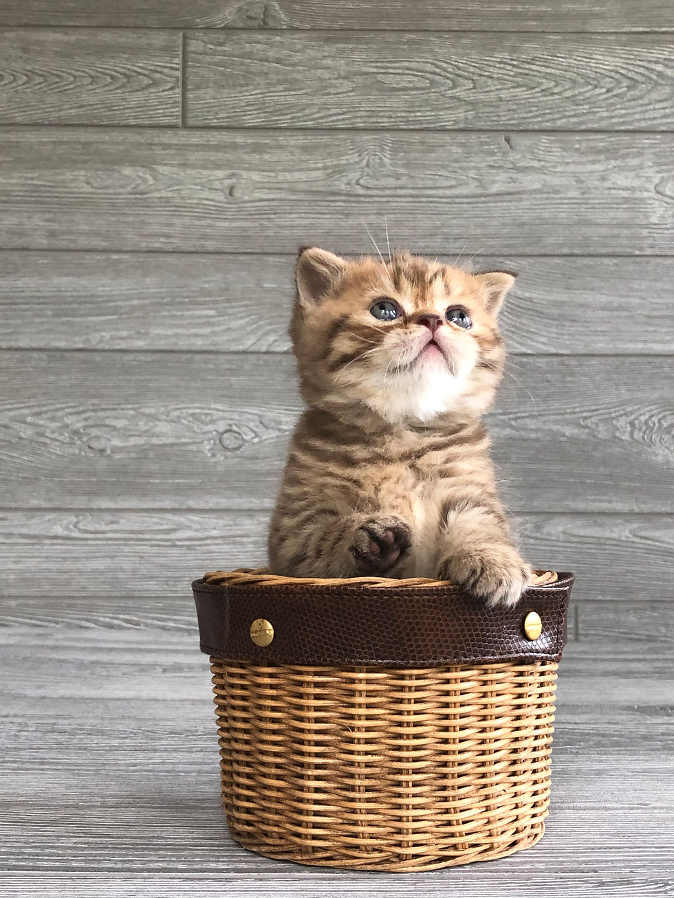 Thumbnail: "Maverick", Scottish Straight boy, chocolate spotted tabby