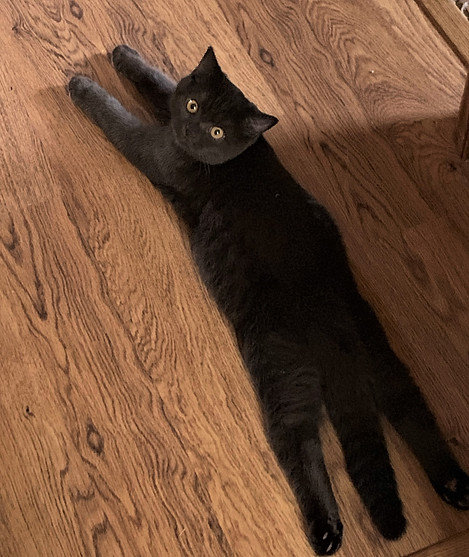 Elias Cattery Scottish Straight 