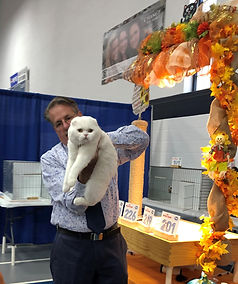 Scottish Fold British kittens for sale.