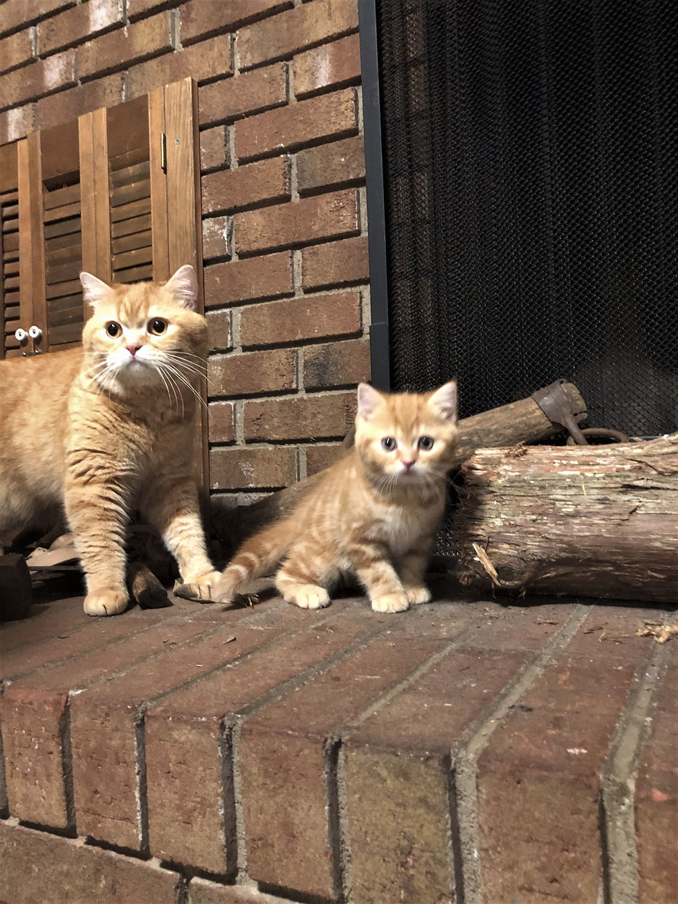 Thumbnail: "Felix", Scottish Straight boy, Red Classic Tabby (d22)