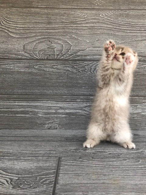 Thumbnail: "Oscar" Scottish Fold boy, Ticked Lilac Tabby (c25)