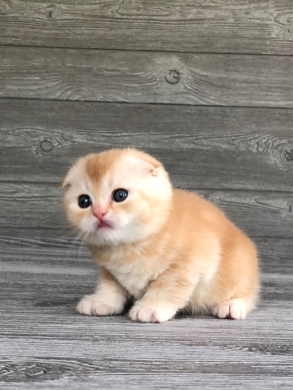 Thumbnail: "Hunter" Scottish Fold boy, Red Ticked Tabby (d25)
