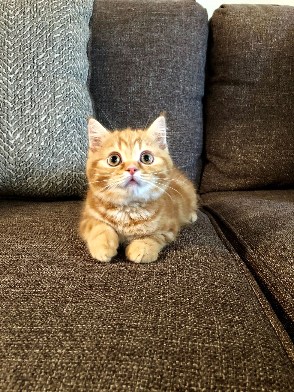 Thumbnail: "Felix", Scottish Straight boy, Red Classic Tabby (d22)