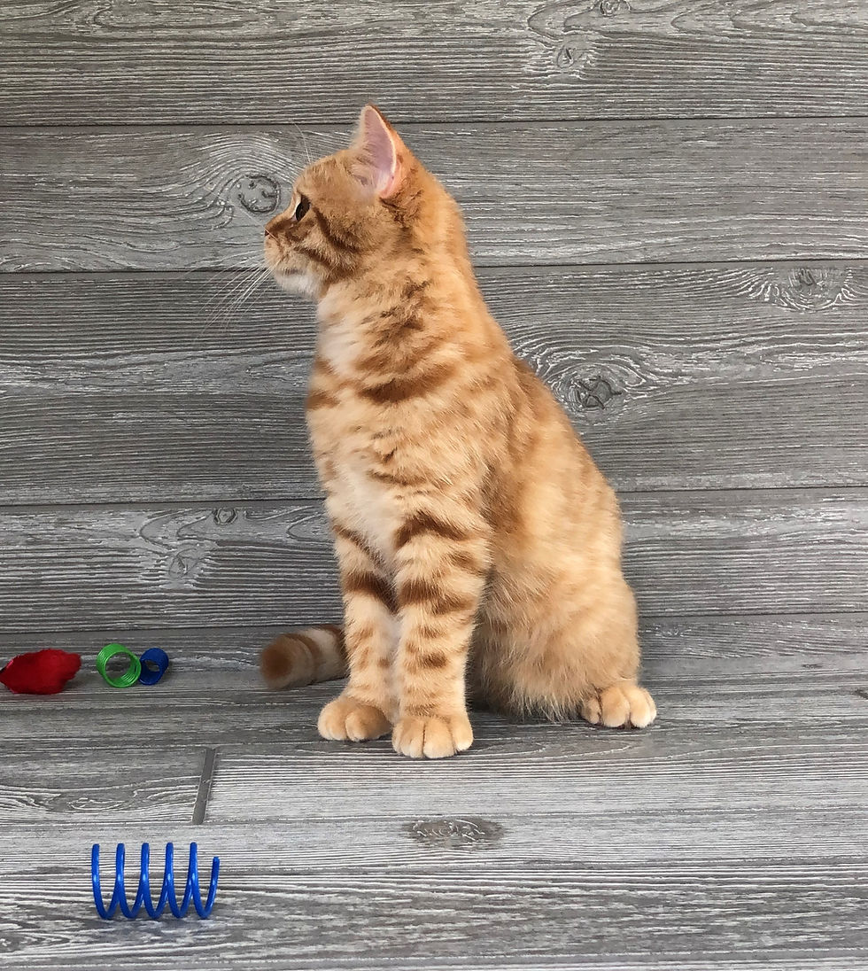 Thumbnail: "Kuzya", Scottish Straight boy, Red Spotted Tabby (d24)