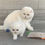 Thumbnail: "Milka" Scottish Fold girl, White short-hair (w62)