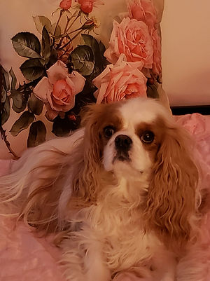 DAISY 2022 NOVEMBER 24TH.jpg