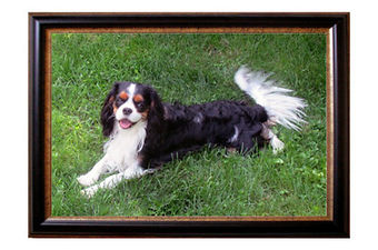 Archie in frame five.jpg