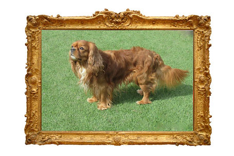 Koby in gold frame.jpg