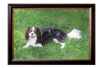 Archie in frame three.jpg