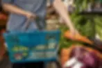 Vegetable Shopping